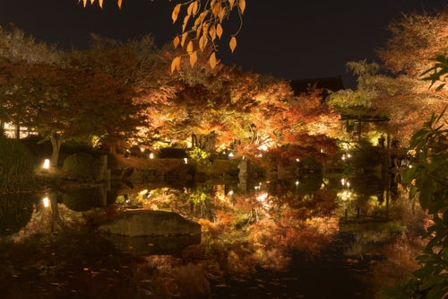 ライトアップされて輝く紅葉した木々とそれを映す静かな池の写真
