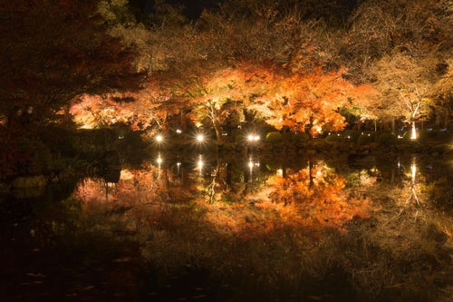 宵闇の中シンメトリーな姿を浮かび上がらせる紅葉の木々の写真