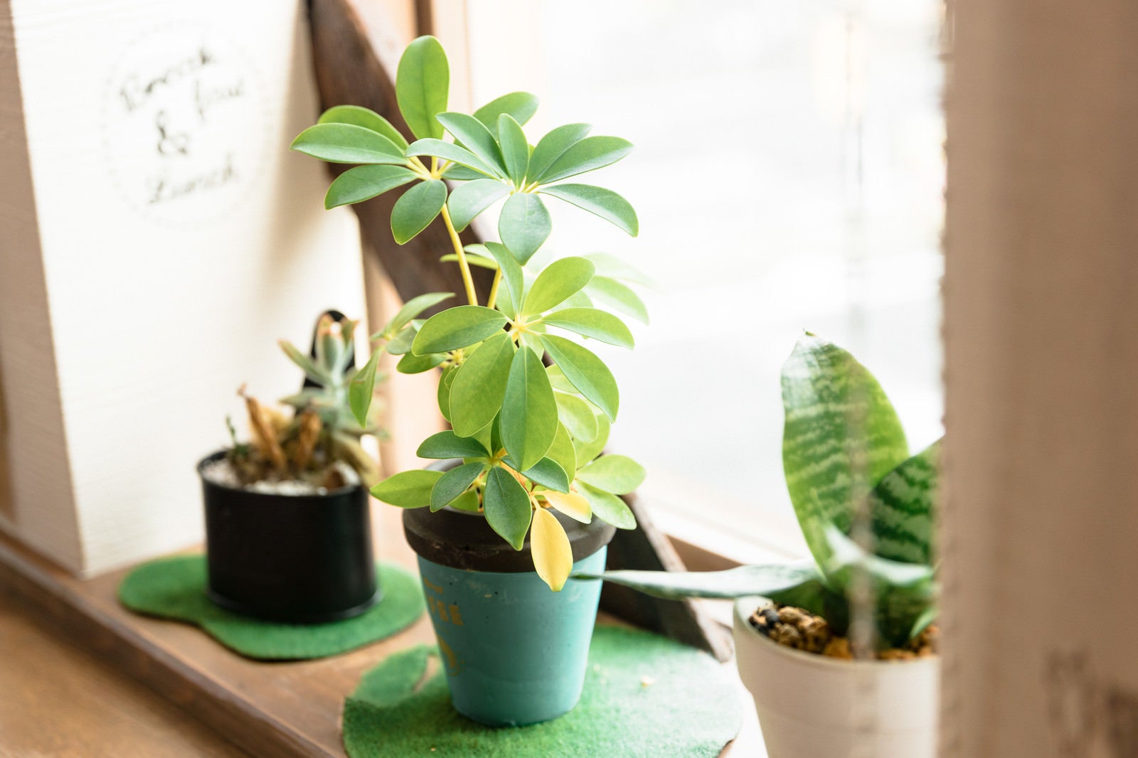 「カフェの窓辺の観葉植物」の写真