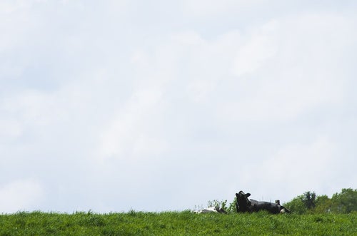 放牧された牛の写真