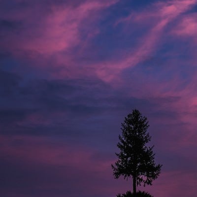 禍々しい空と一本の木の写真