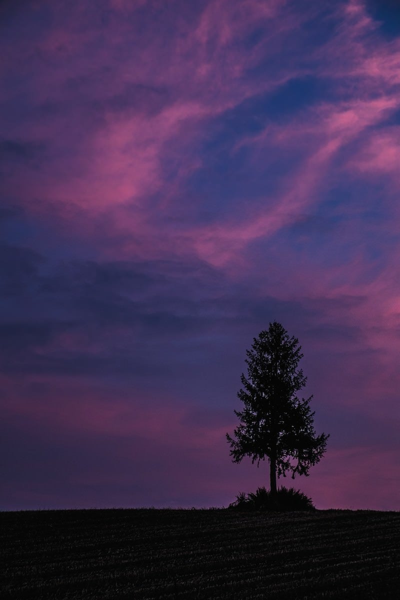 「禍々しい空と一本の木」の写真