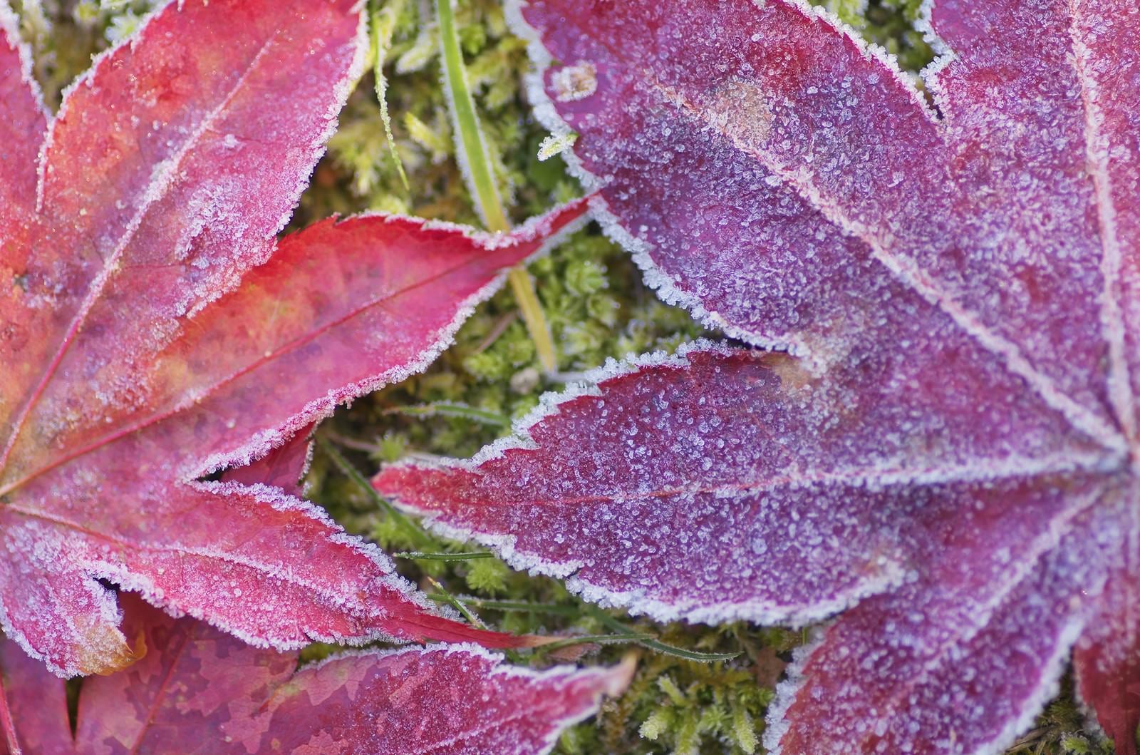 「凍った落ち葉」の写真