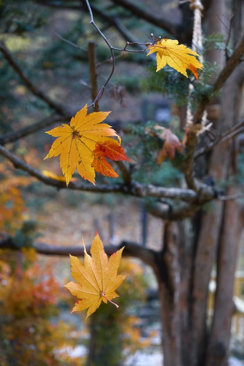 「散りゆく葉」の写真