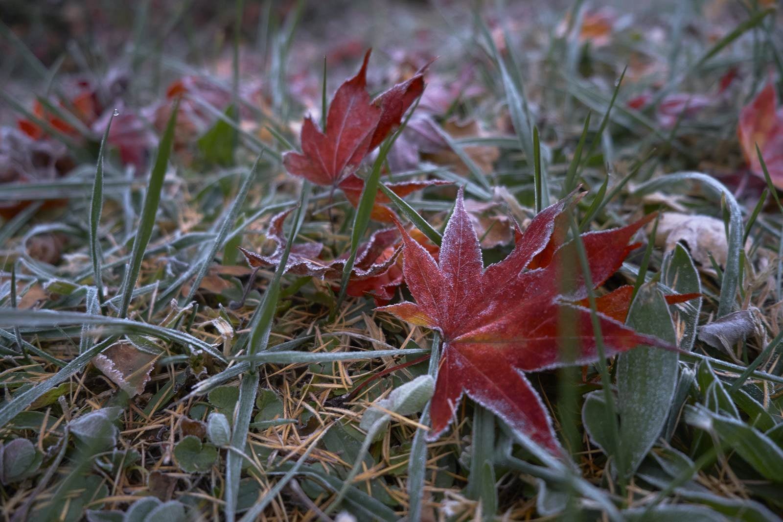 「赤い落ち葉に霜」の写真