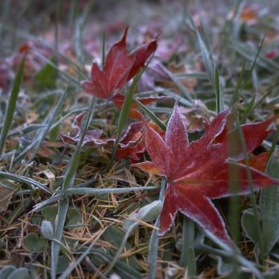 赤い落ち葉に霜の写真