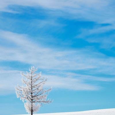 雪の中の一本の木の写真