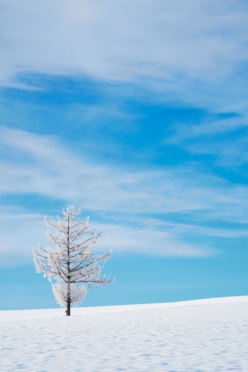 雪の中の一本の木の写真