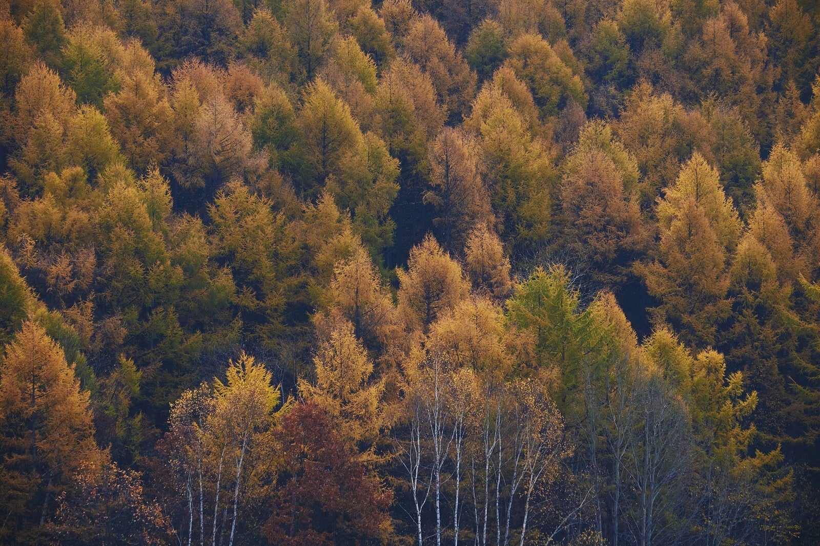 「黄葉する針葉樹」の写真