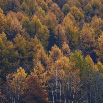 黄葉する針葉樹の写真