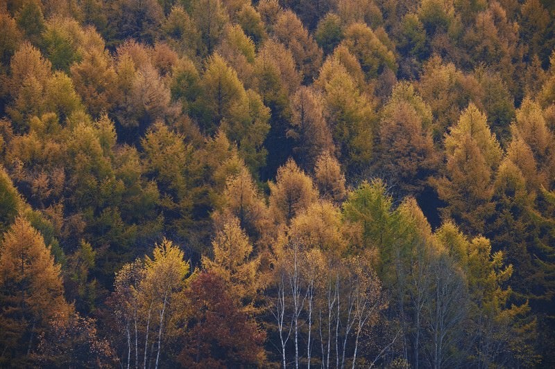 黄葉する針葉樹の写真