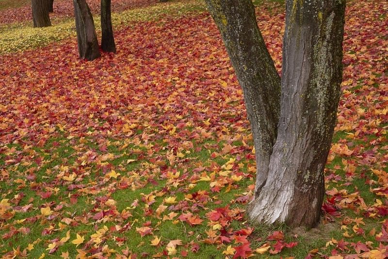 緑の芝と一面の落ち葉の写真