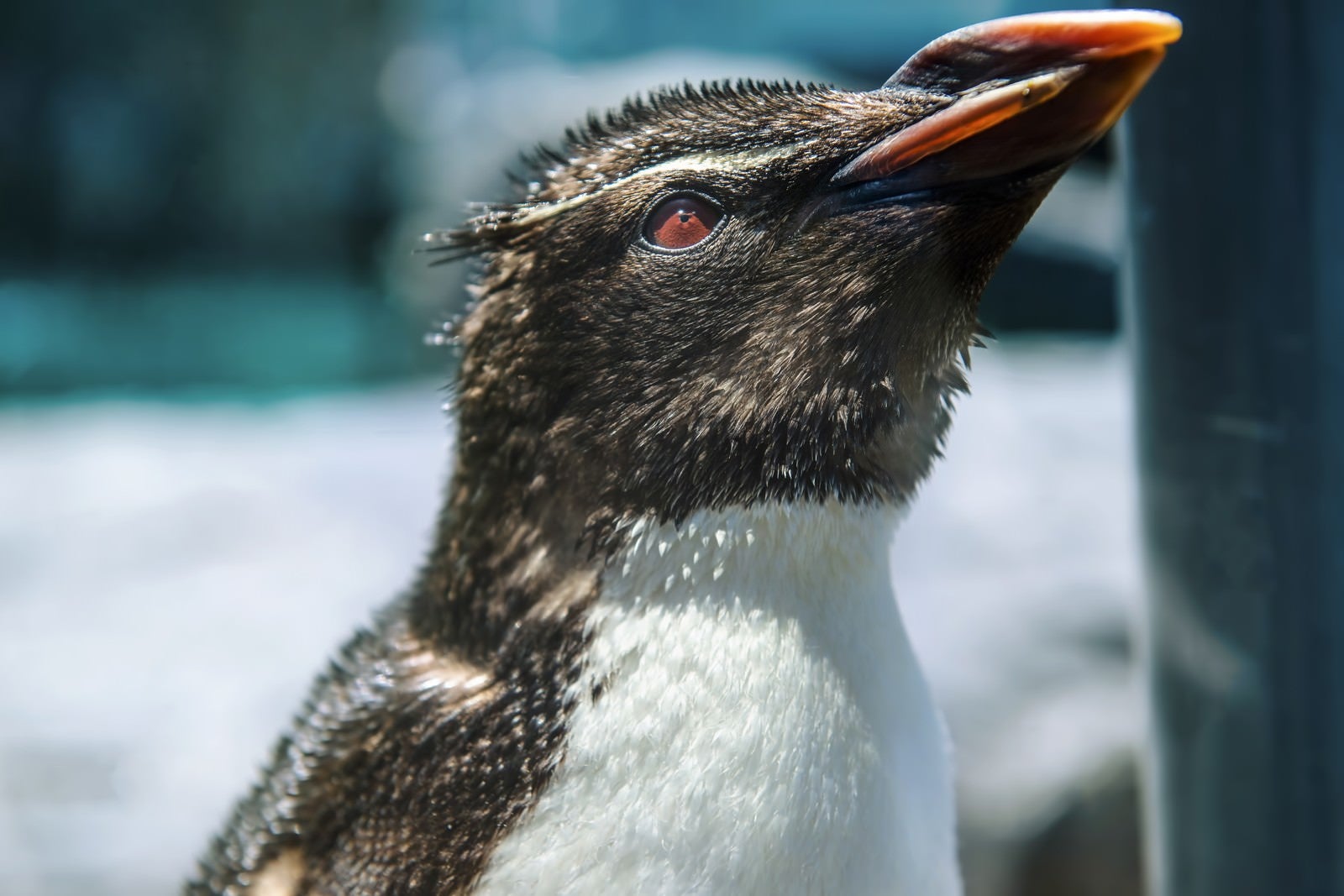 「上を向くペンギン」の写真