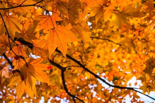 黄葉の秋の写真
