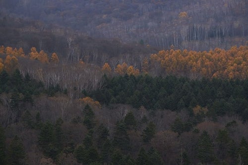 冬に近づく山と木々の写真