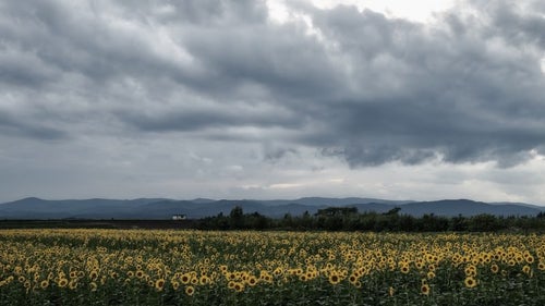 曇り空とひまわり畑の写真