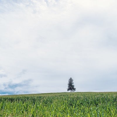 草原の中に生える一本の木の写真
