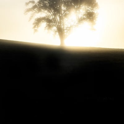 光に包まれた一本の木の写真