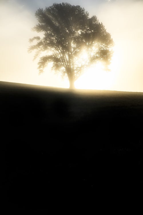 光に包まれた一本の木の写真