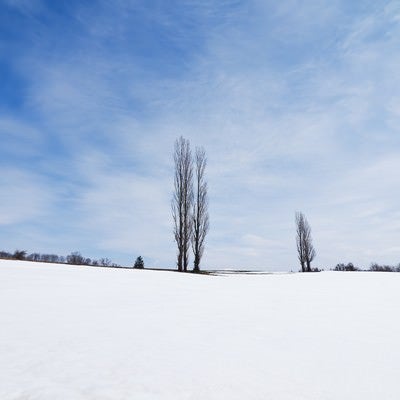 雪の残るポプラの木の写真