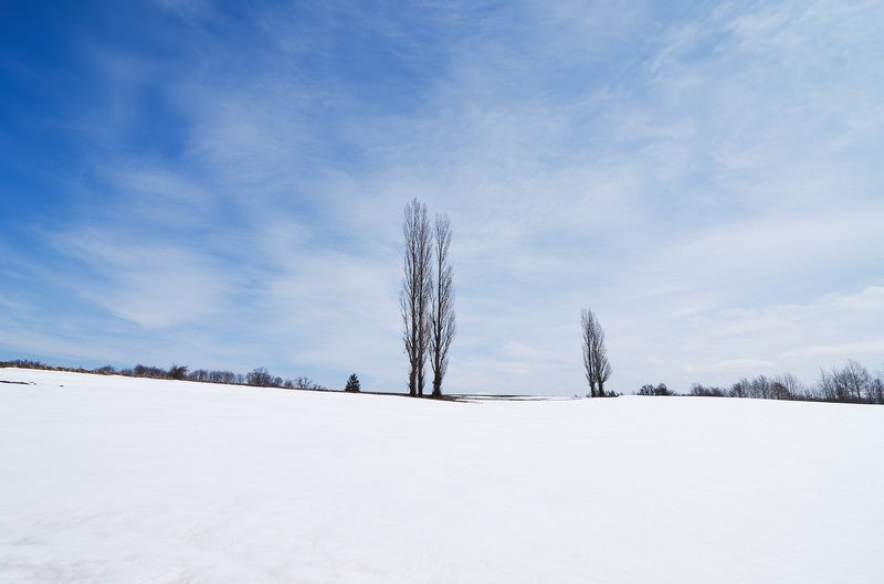 雪の残るポプラの木の写真
