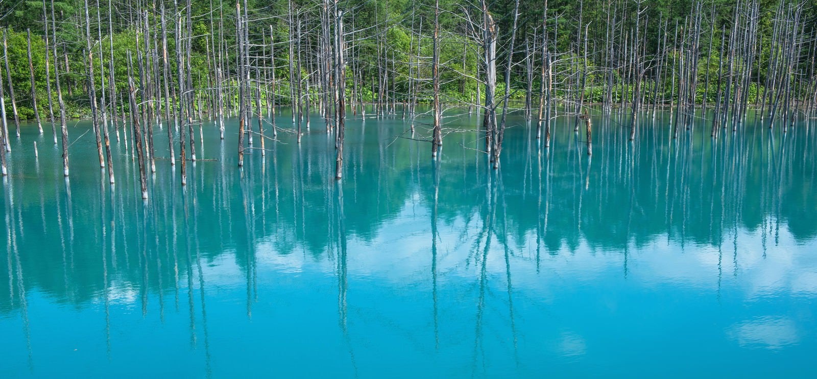 「青い池」の写真