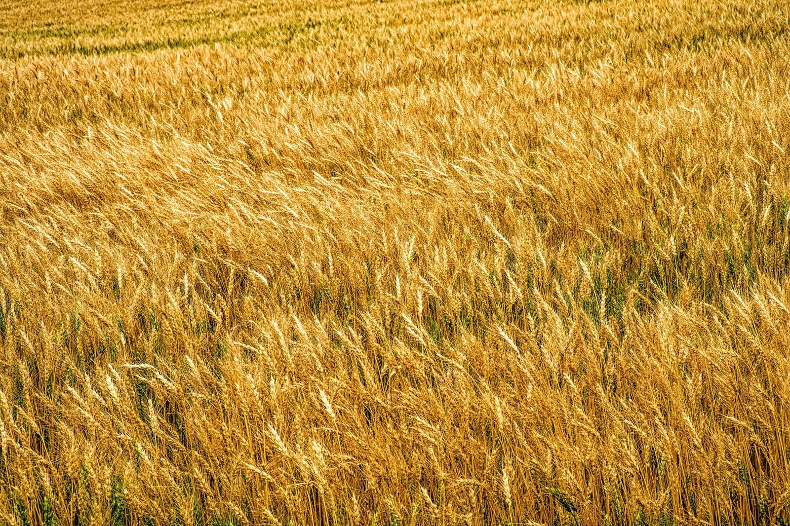 「辺り一面に広がる麦畑」の写真