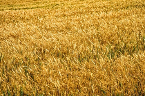 辺り一面に広がる麦畑の写真