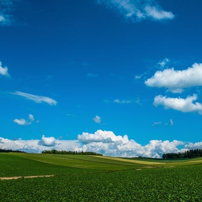 広大な農場と青空の写真