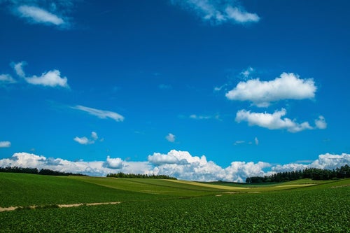 広大な農場と青空の写真