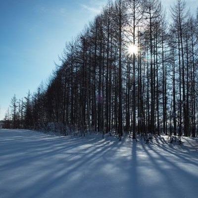 雪とカラマツの林の写真
