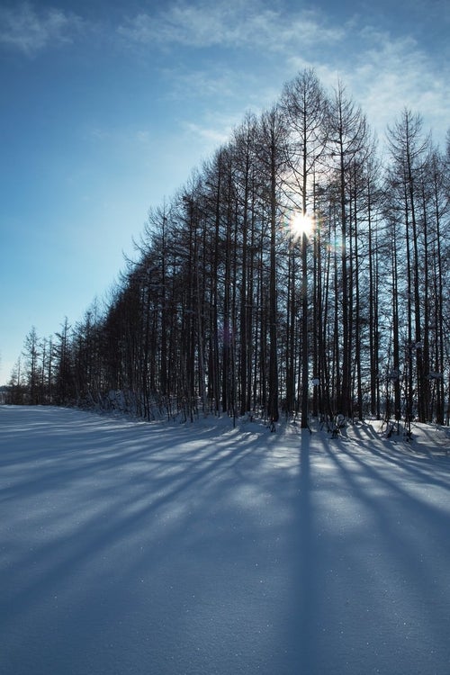 雪とカラマツの林の写真