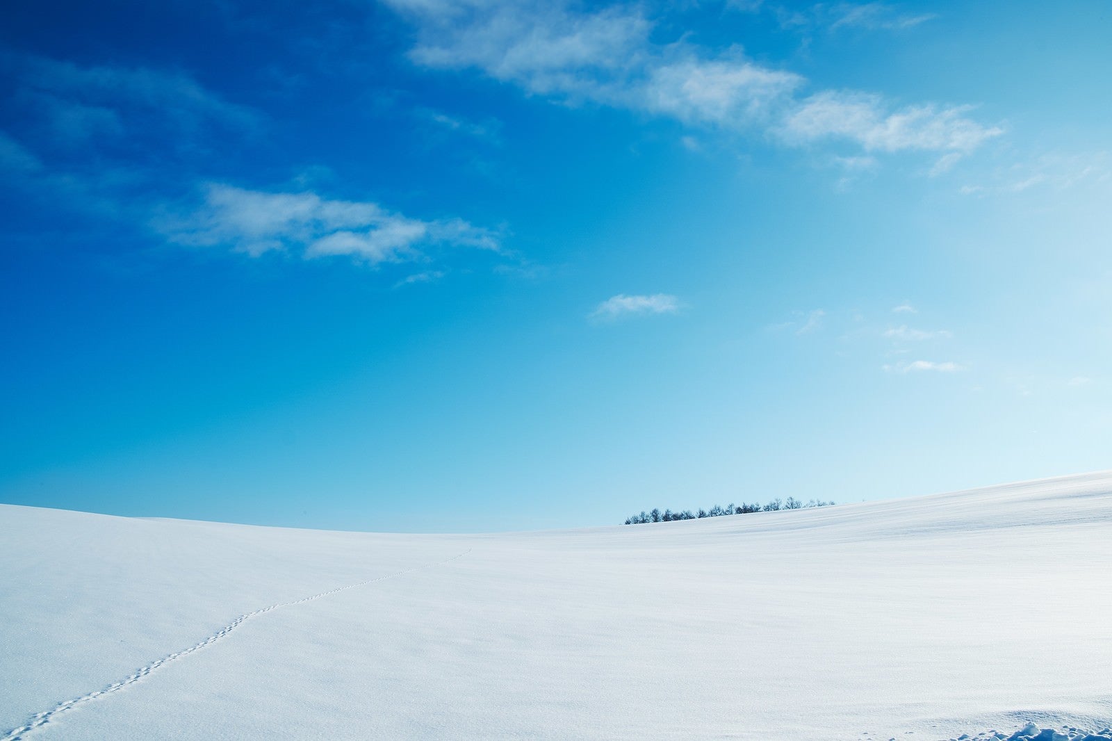 「雪原と足跡」の写真
