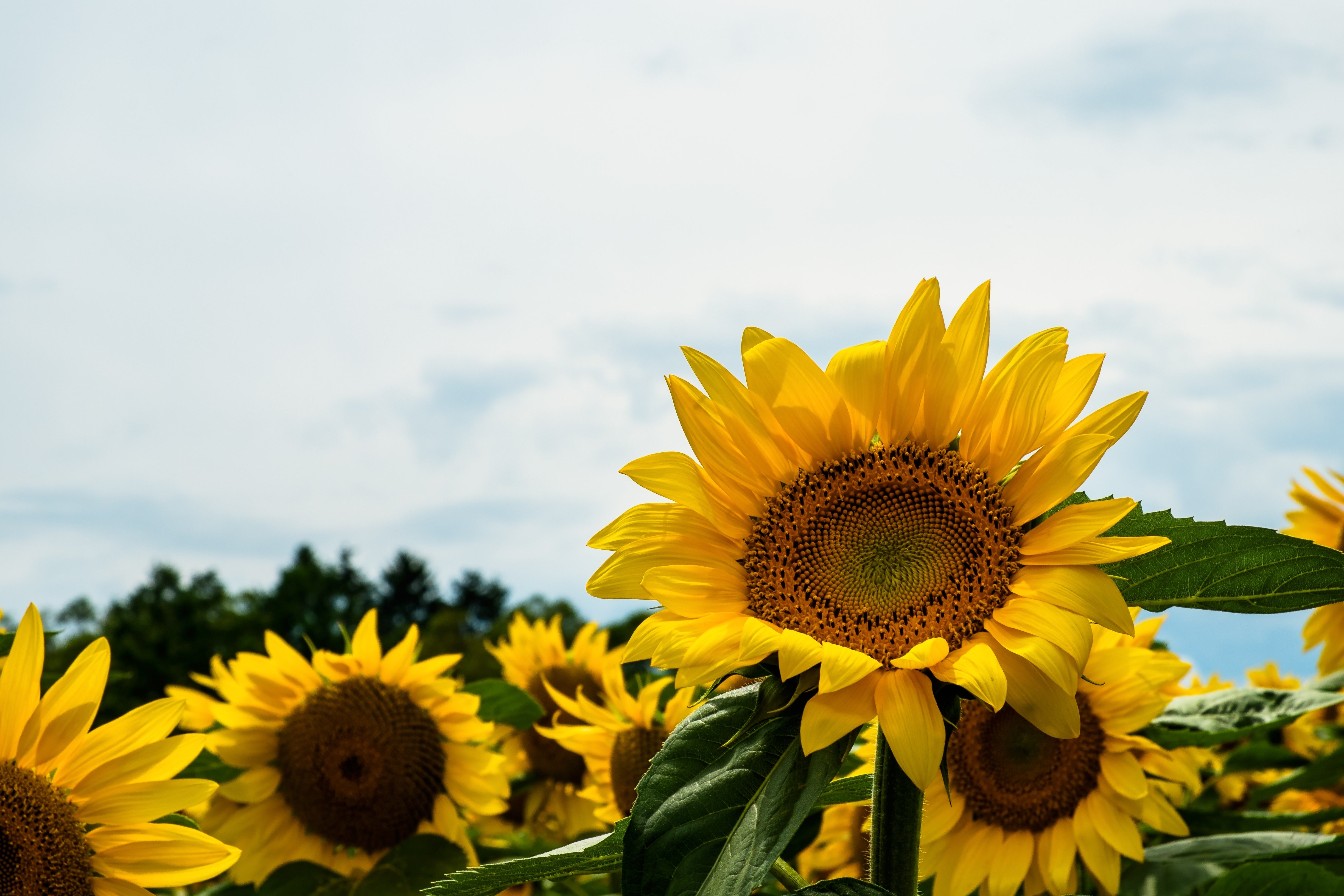 OHT96_genkihimawari.jpg?&