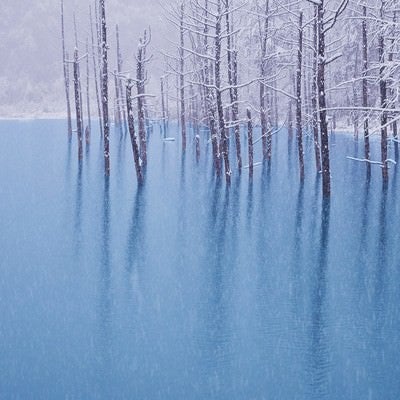 初雪の振る青い池の写真