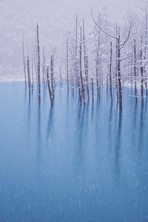 初雪の振る青い池の写真