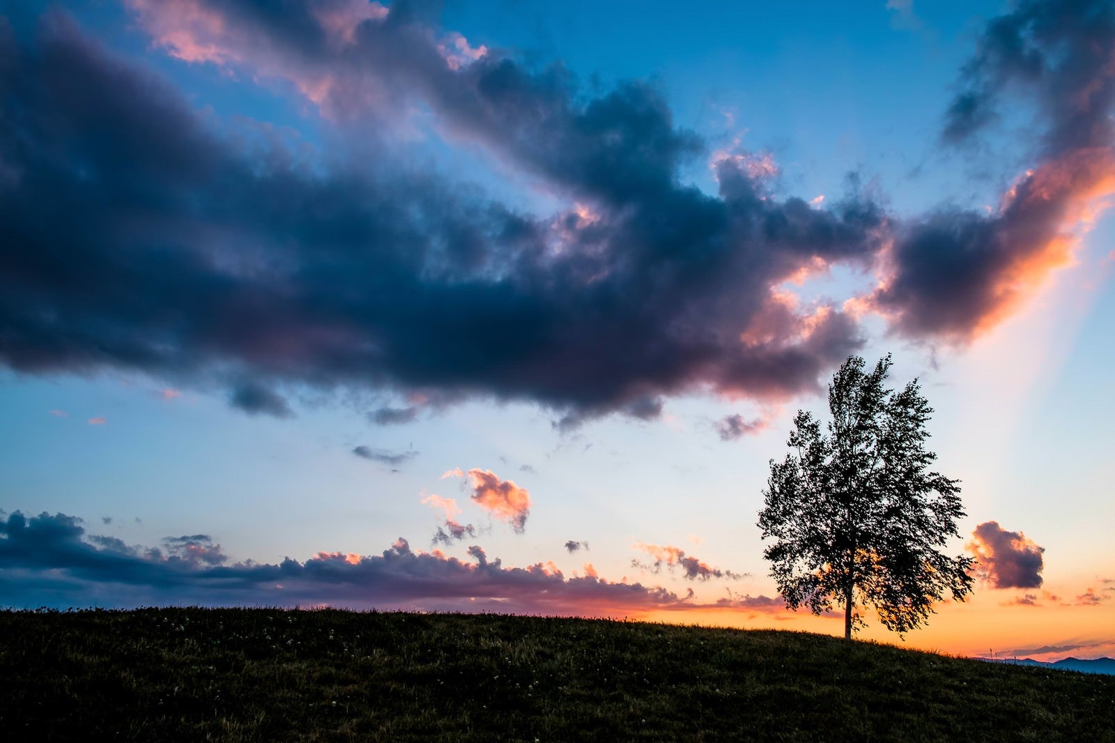 「日が落ちた草原と一本の木（美瑛）」の写真