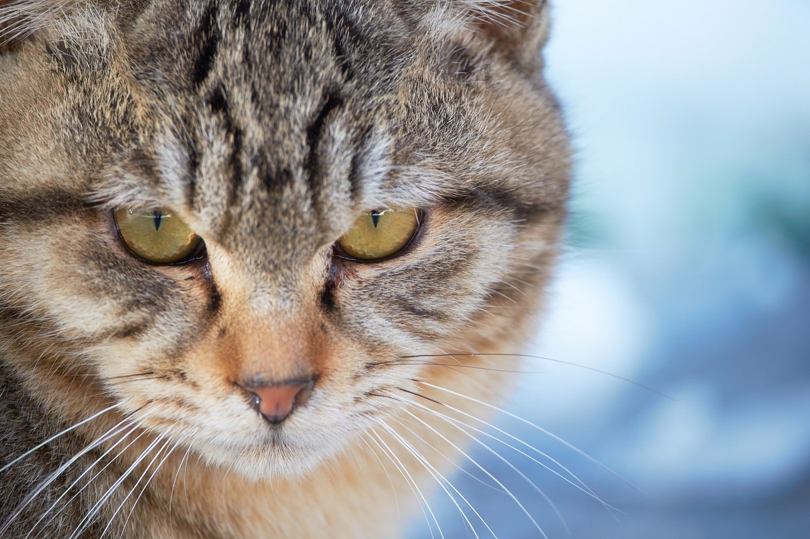 「険しい表情の猫」の写真