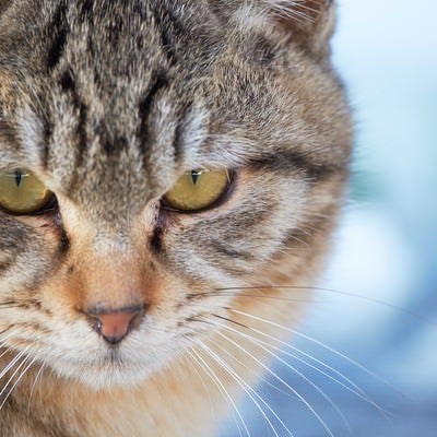 険しい表情の猫の写真