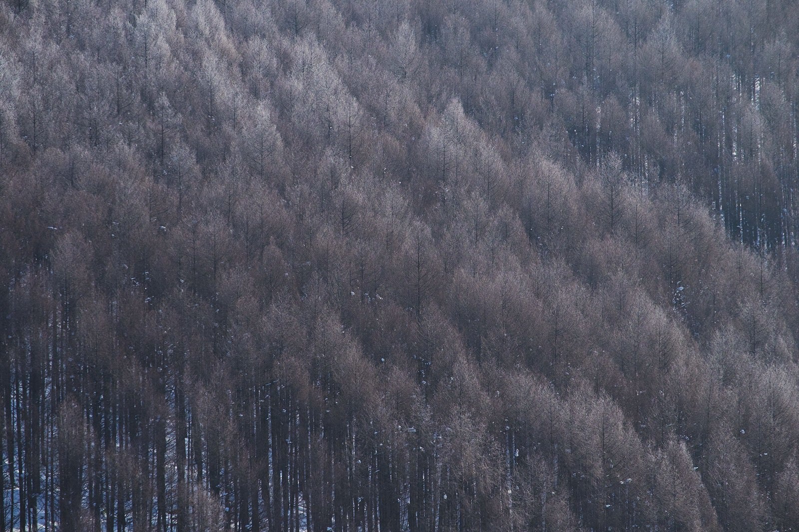 「霧氷と林」の写真