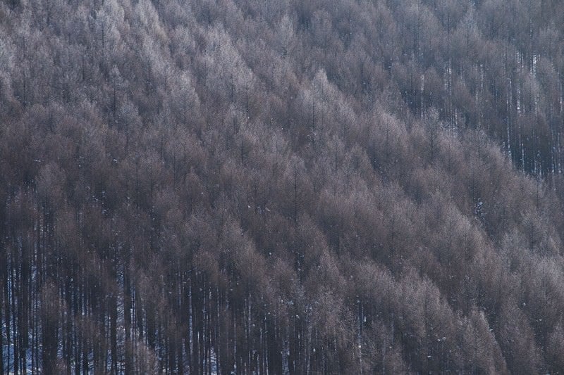 霧氷と林の写真