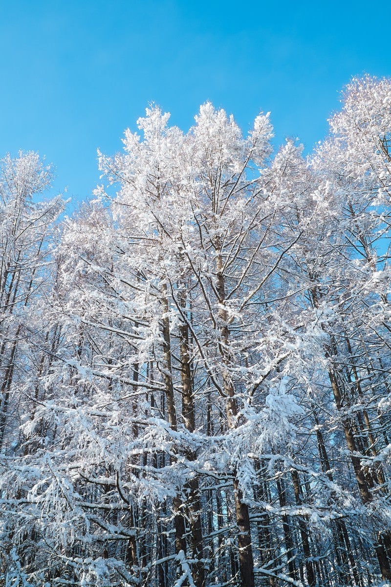 雪化粧した林の写真