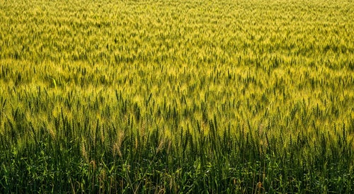 一面の麦畑の写真