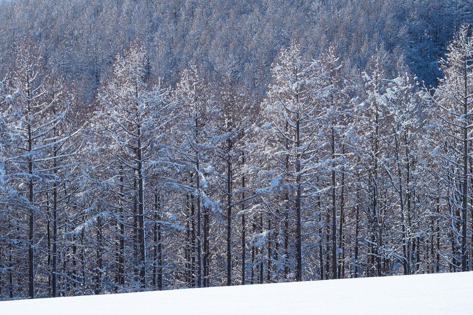 「雪と林」の写真