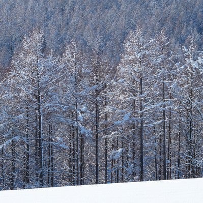 雪と林の写真