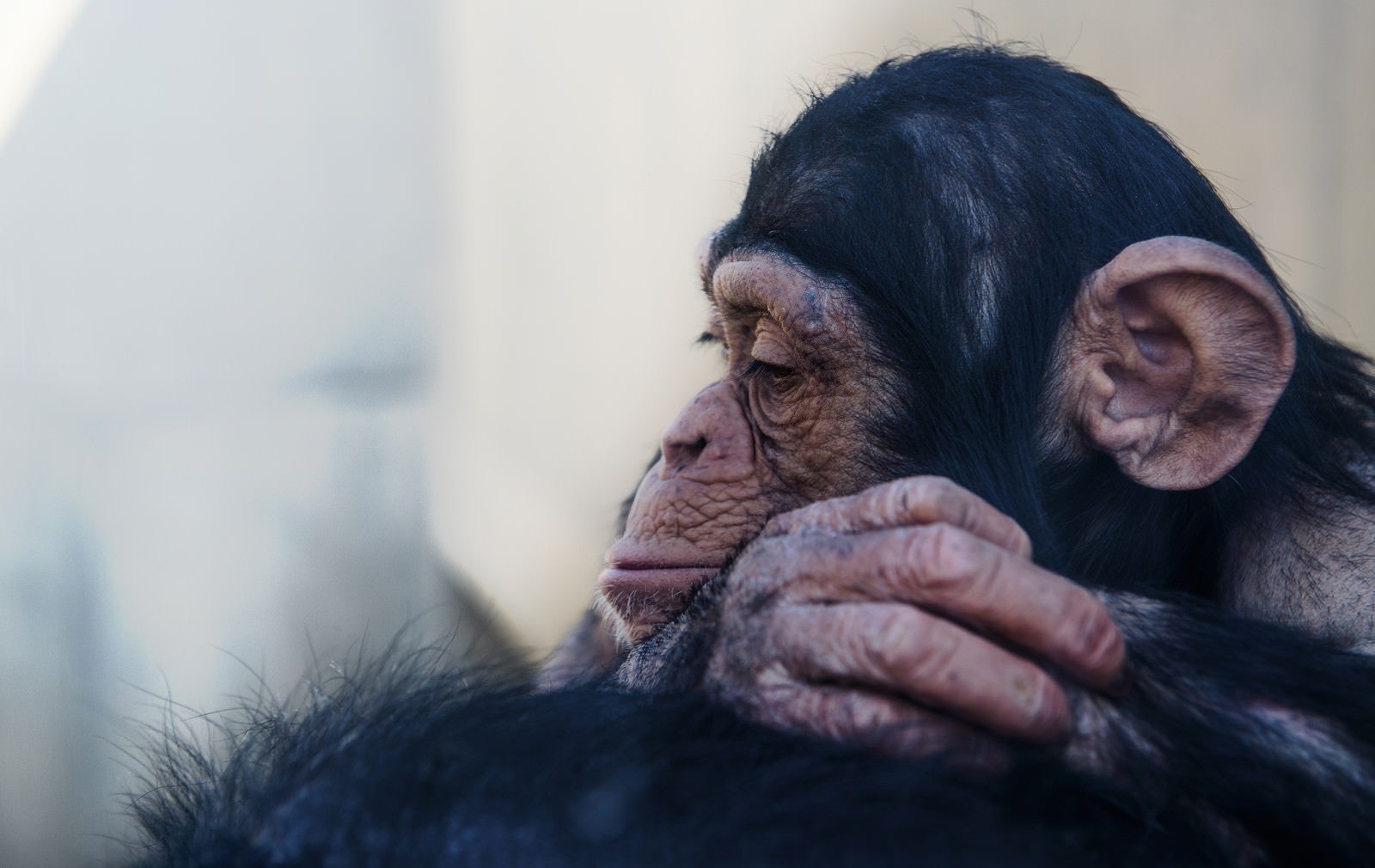 「落胆する表情のチンパンジー」の写真