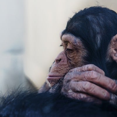 落胆する表情のチンパンジーの写真