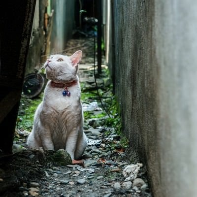 路地裏の老猫の写真