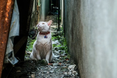 路地裏の老猫の写真