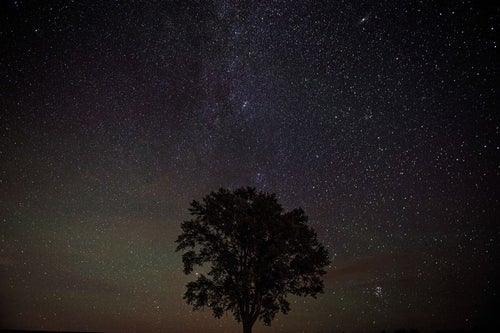 美瑛の木と星空の写真